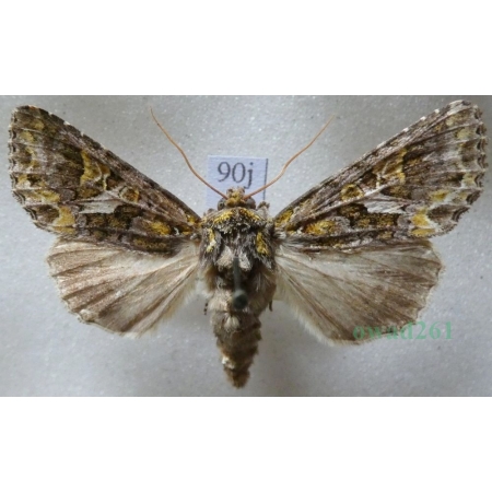 Trachea atriplicis (Linnaeus, 1758) male Agatówka łobodnica Czech90j